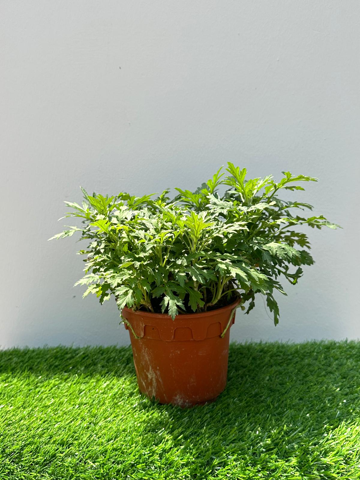 Mugwort