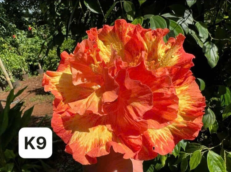 Exotic Hibiscus