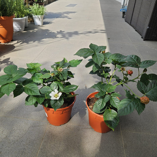 Blackberry with fruits