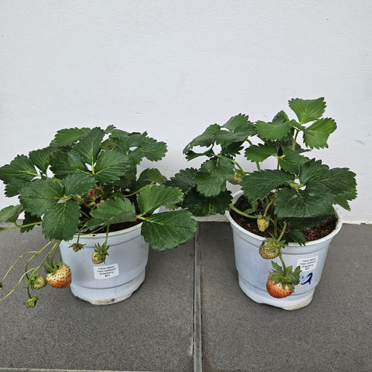 Hana Japan Heat Resistence Strawberries