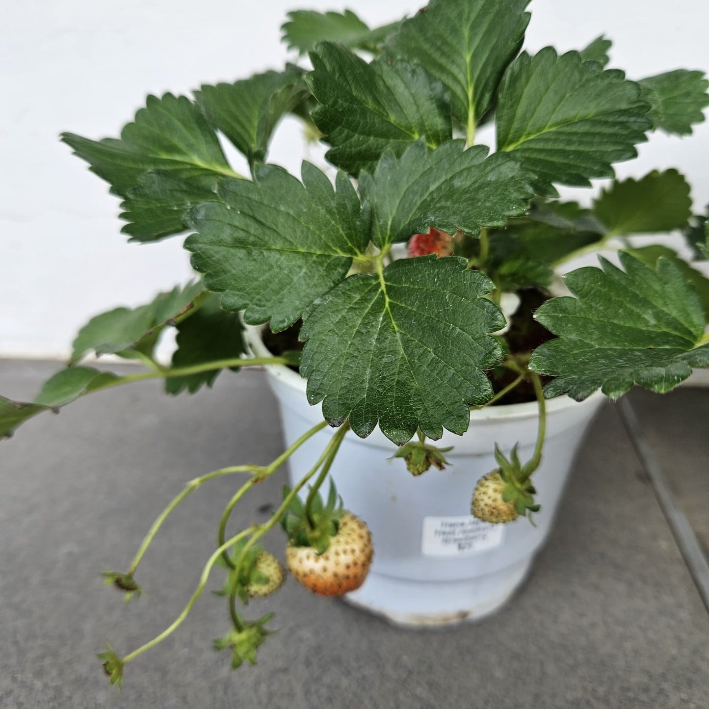 Hana Japan Heat Resistent Strawberries