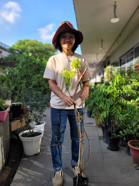 Taiwan long red mulberry
