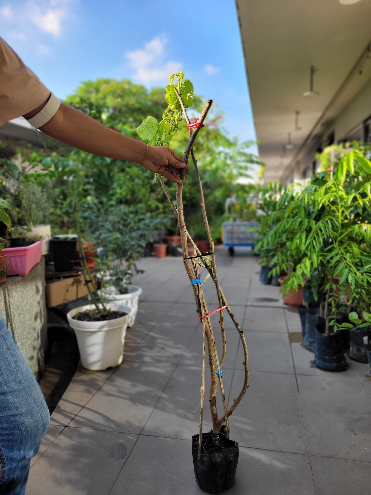 Taiwan long red mulberry