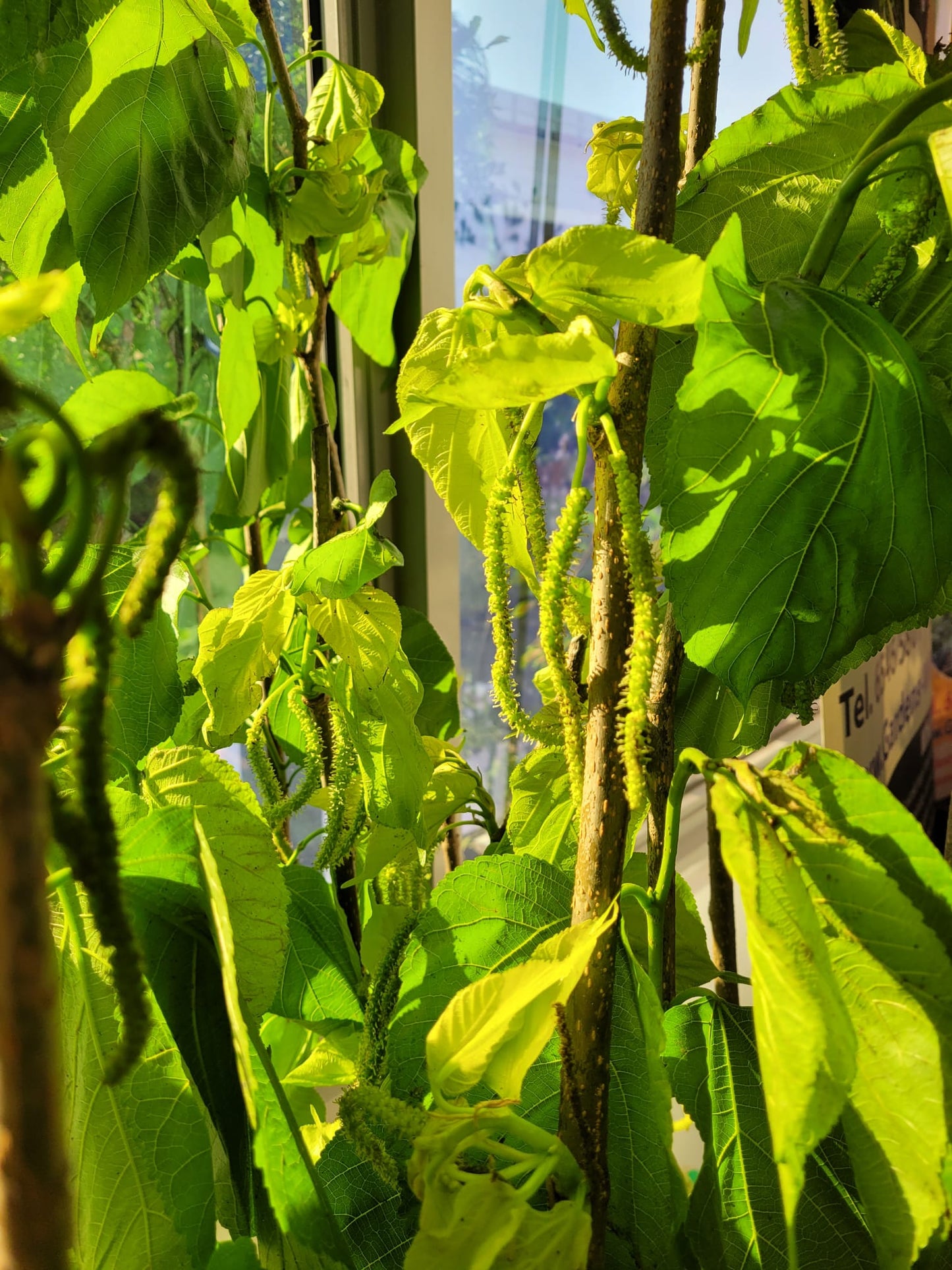 Taiwan long red mulberry