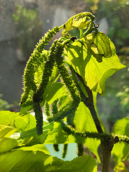 Taiwan long red mulberry