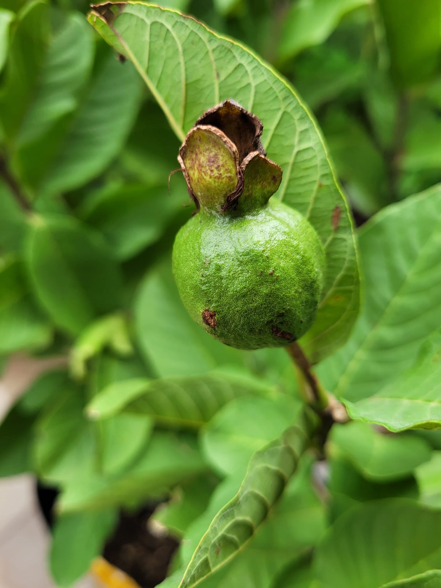 Queen guava big