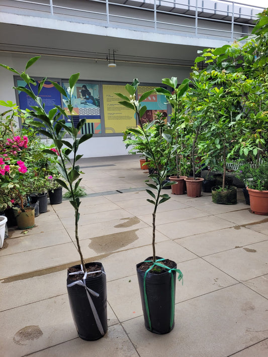 Taiwan Sweet kumquat