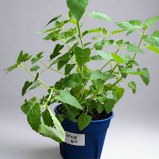Catnip