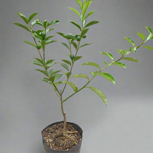 Taiwan Sweet Kumquat