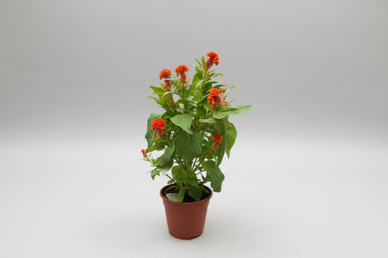 Cockscomb Var. Cristata