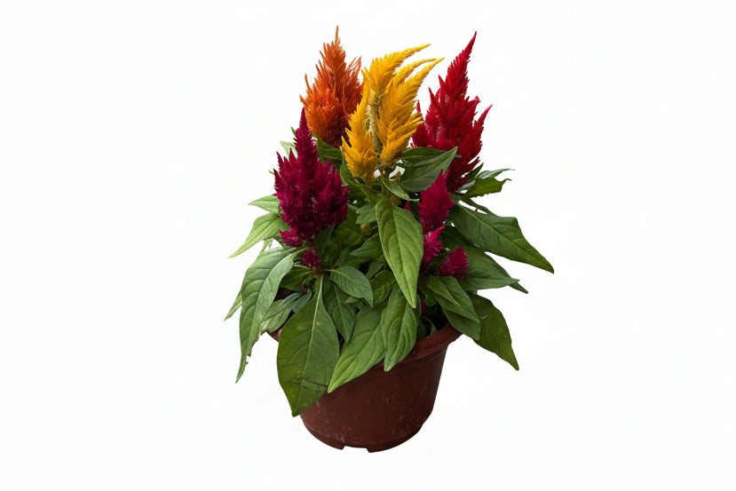 Celosia Mini Multicolour flower