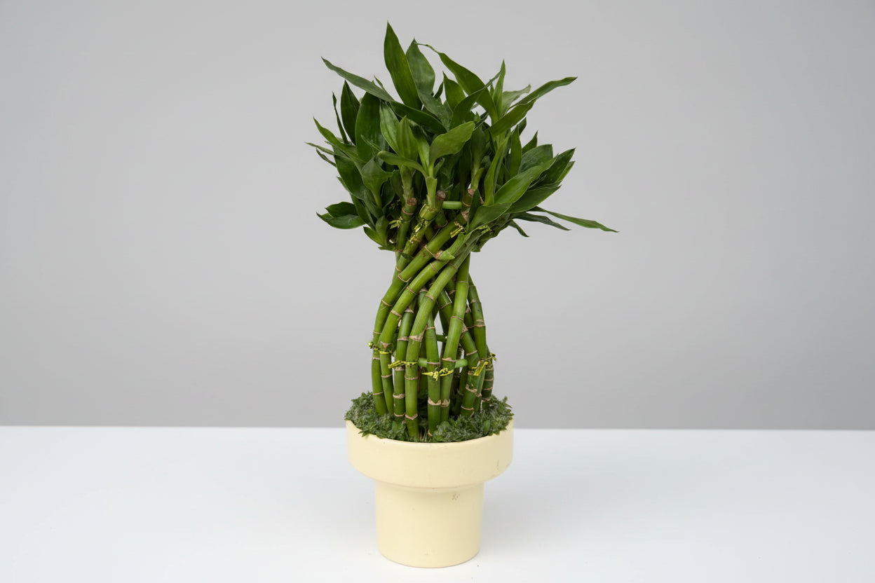 Dracaena Lucky Bamboo (White hydro pot)