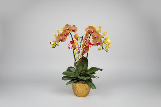 Phalaenopsis 3-in-1 Arrangement