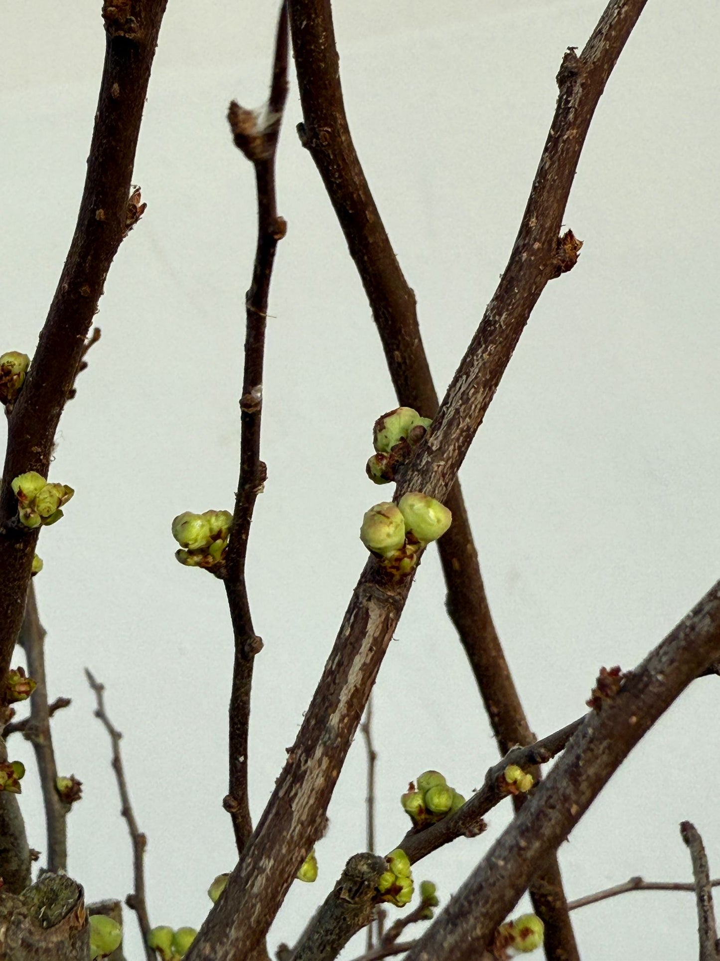 Prunus