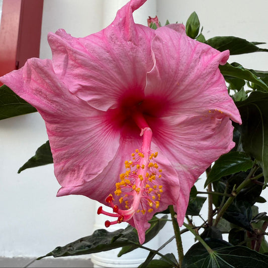 Hibiscus (15cm pot)