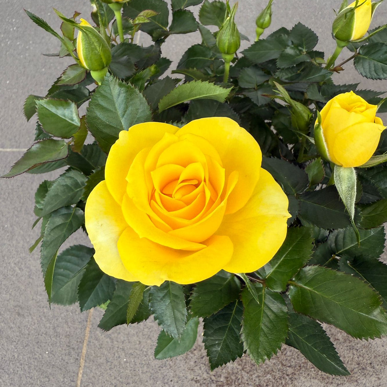 Rosa hybrid (Mini Rose) 10.5cm pot