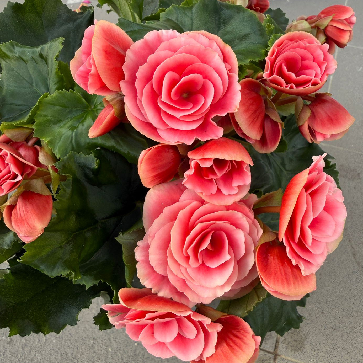 Begonia Rose (Begonia Elatior/Begonia x hiemalis)