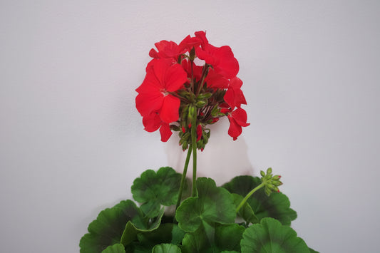 Gerarium Rose Multiple Colour Live Plants