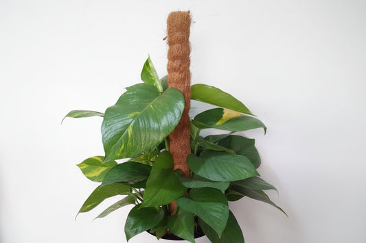 Golden Pothos Plant/Epipremnum (Money Plant) (0.7M)