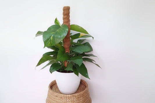Golden Pothos Plant/Epipremnum (Money Plant) (0.7M)