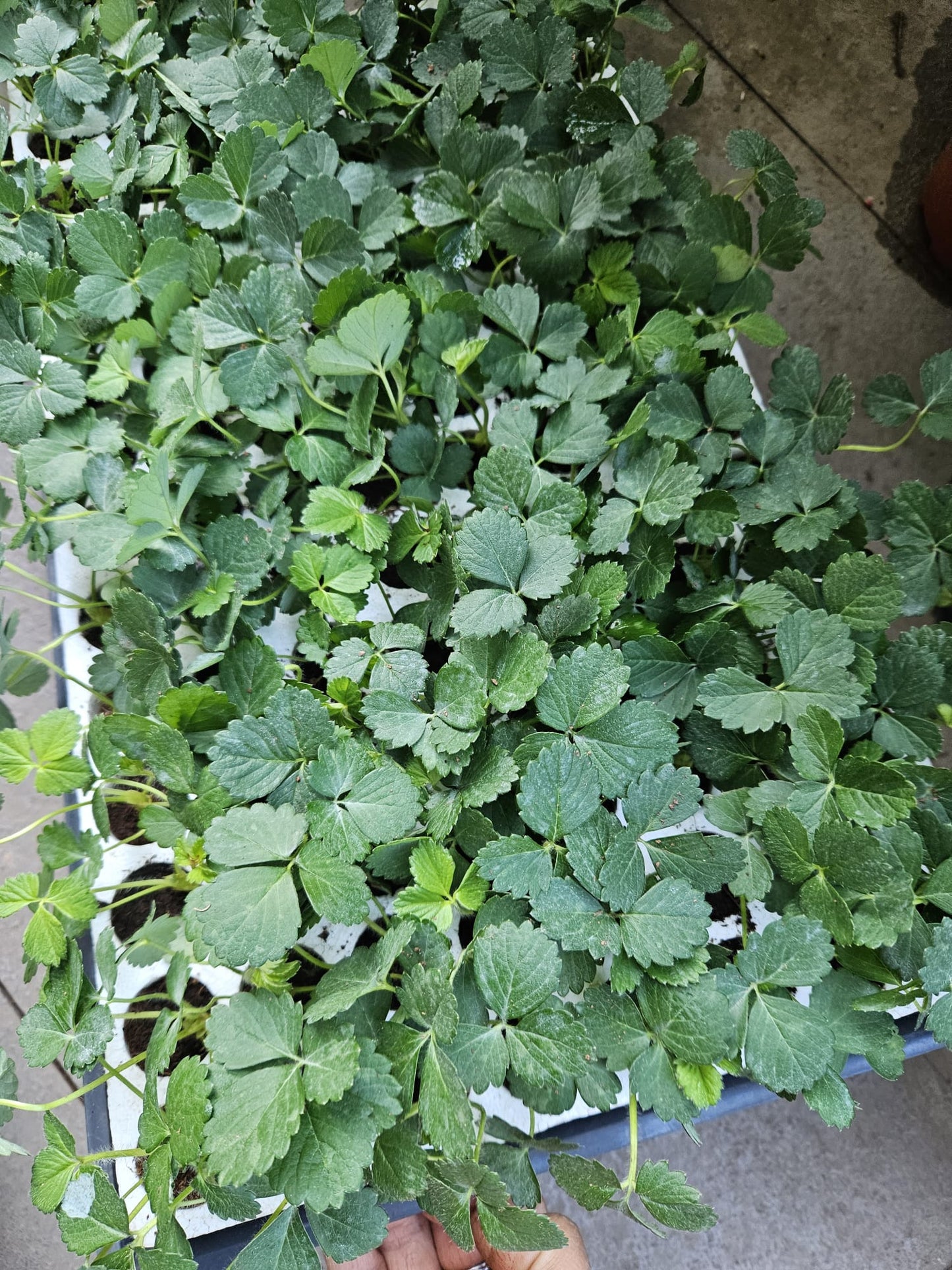 Tissue Cultured Heat Resistant SkyJapan Strawberry Seedling plants