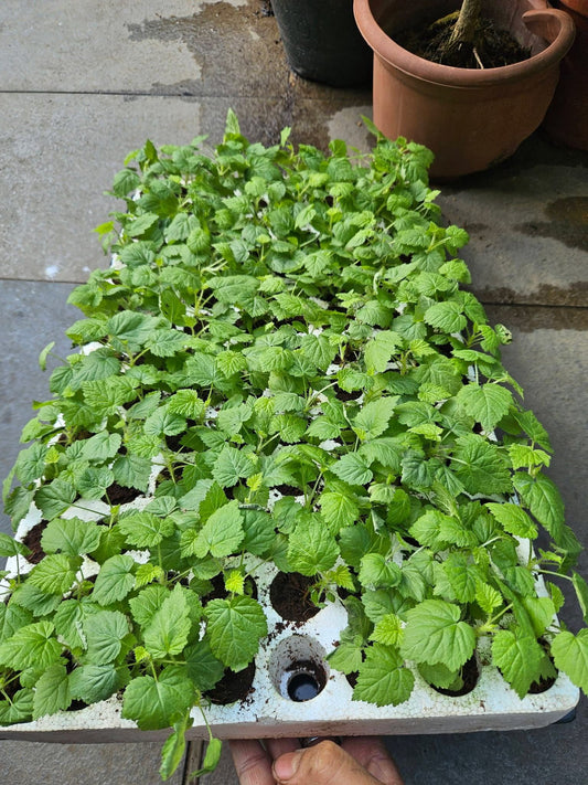 Tissue Cultured Raspberry seedling plant