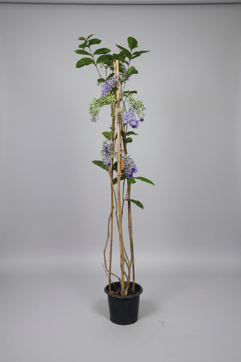 Sandpaper Vine (2m tall)