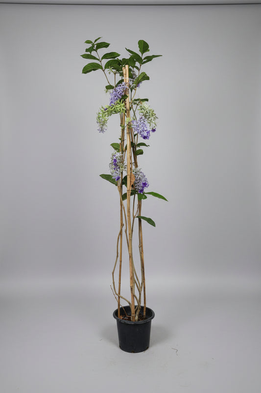 Sandpaper Vine (2m tall)