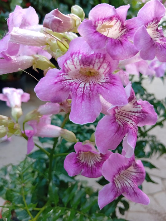 Pink Trumpet Vine