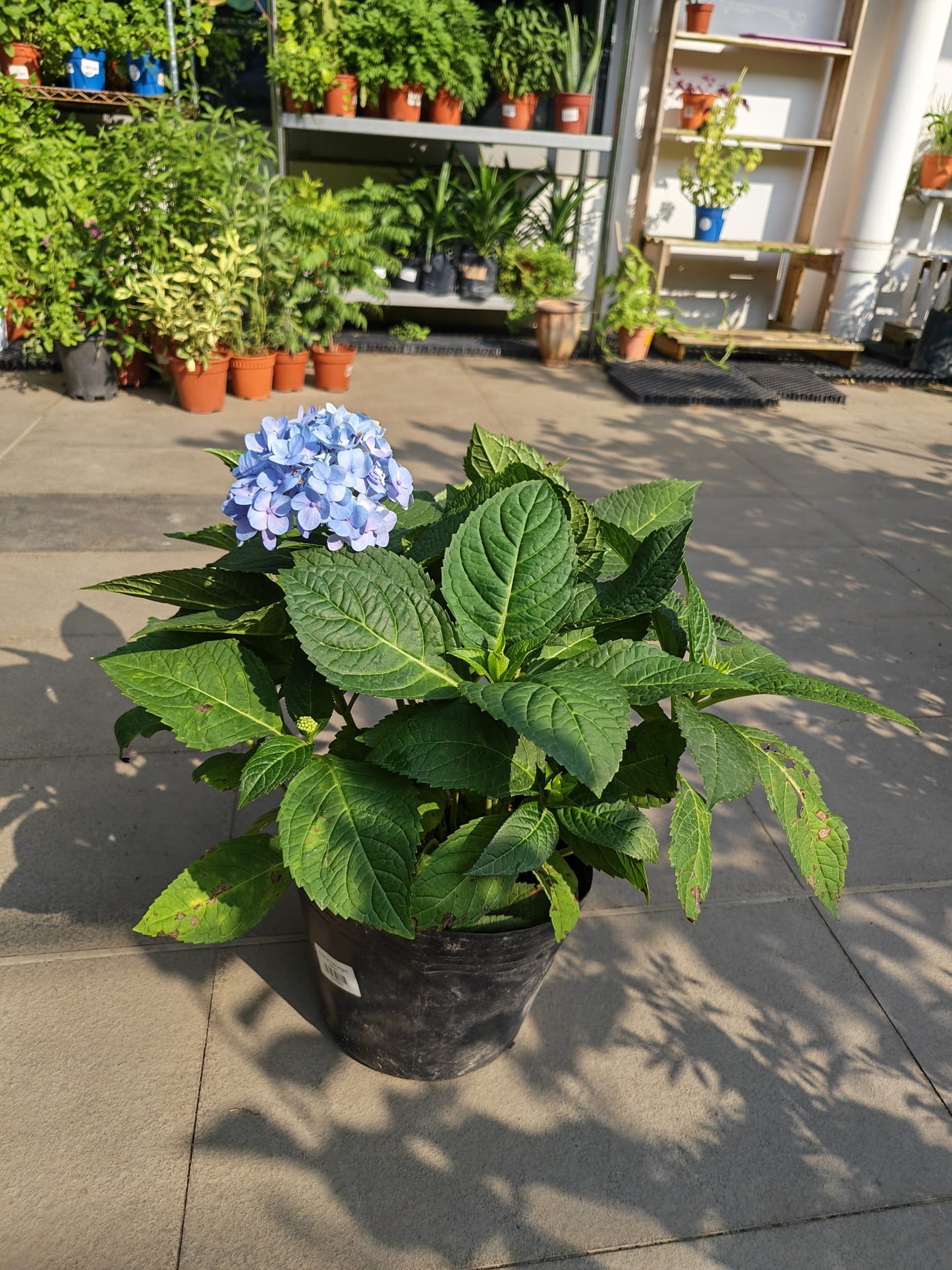 Tropical Hydrangea