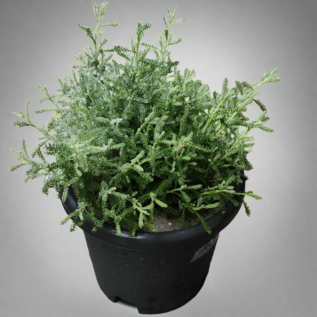 Satolina Lavender