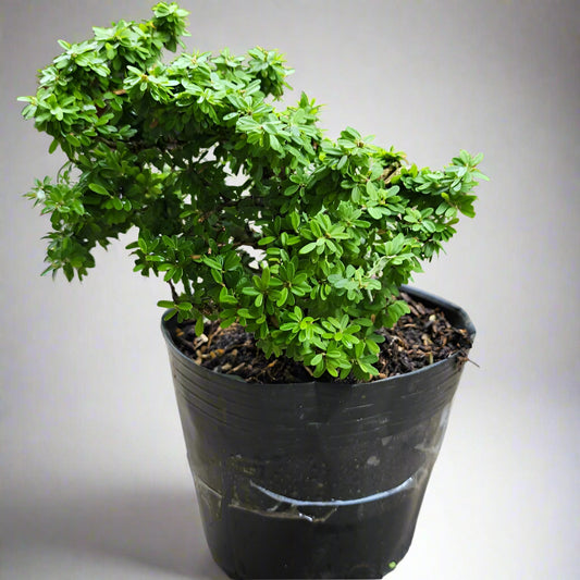 Desmodium (Linh Sam)