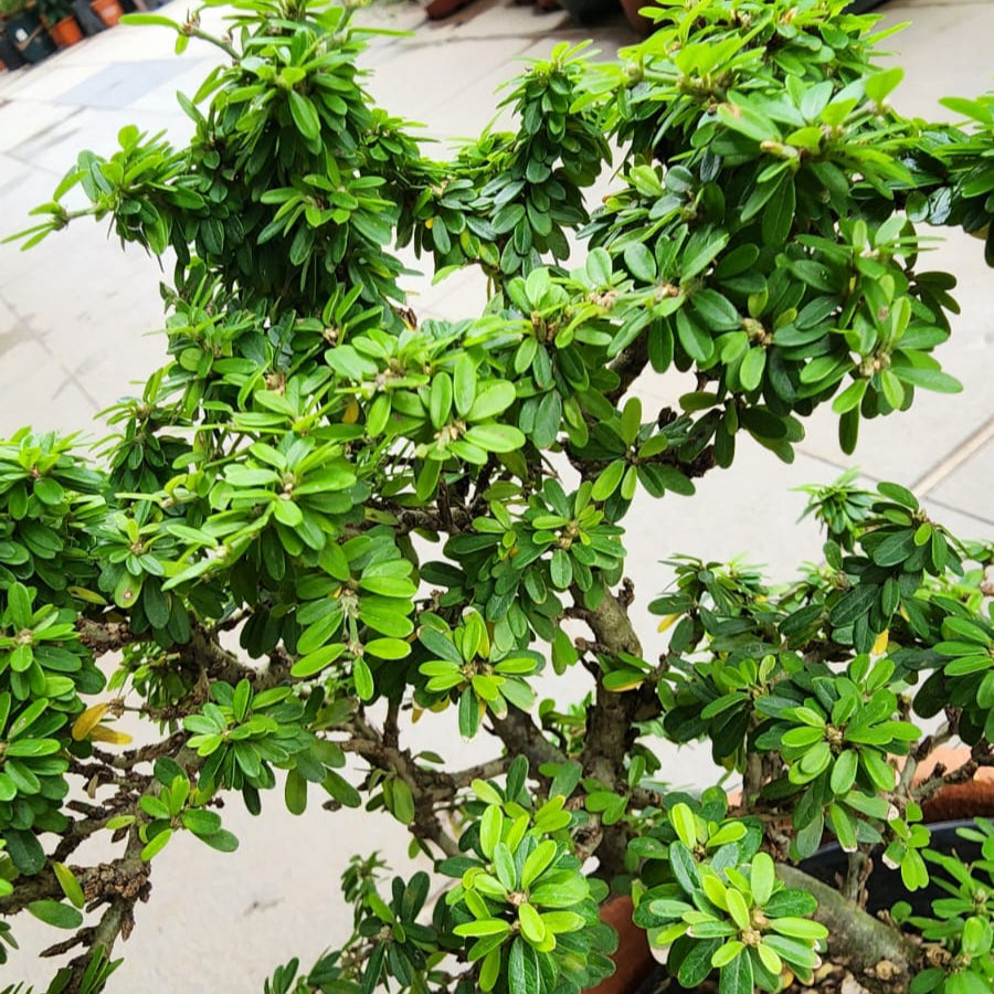 Desmodium (Linh Sam)