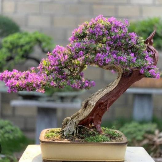 Desmodium (Linh Sam)