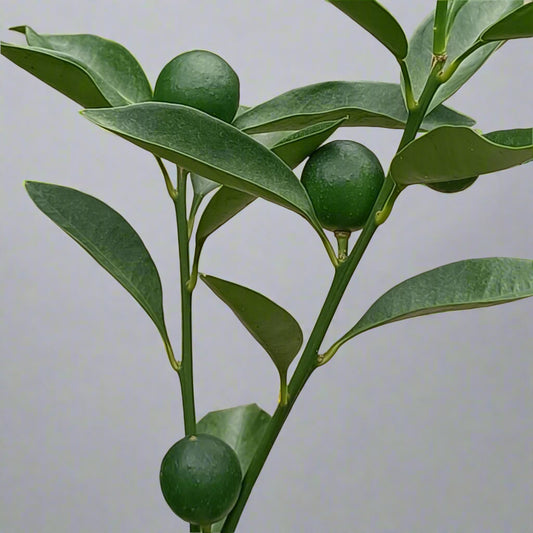 Taiwan Sweet Kumquat