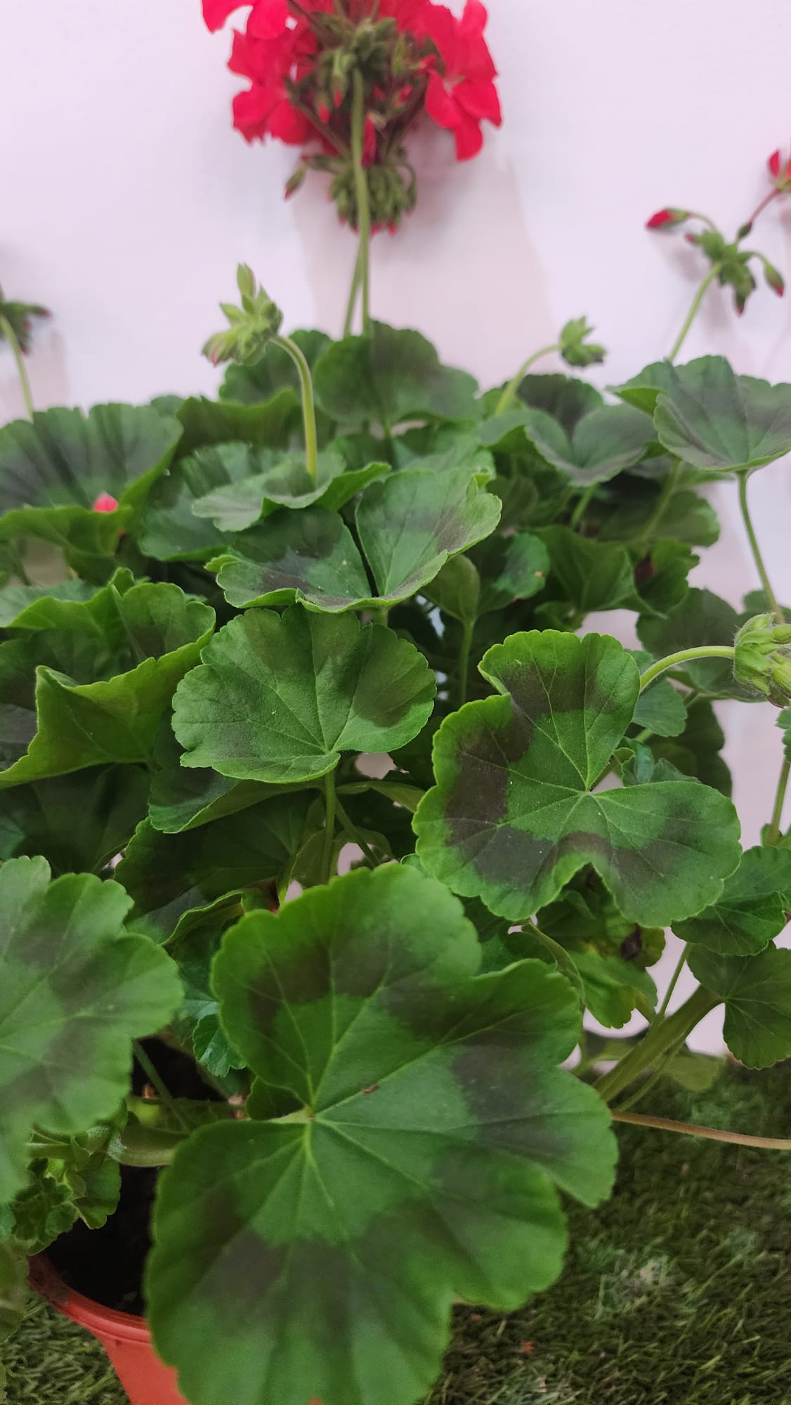 Gerarium Rose Multiple Colour Live Plants