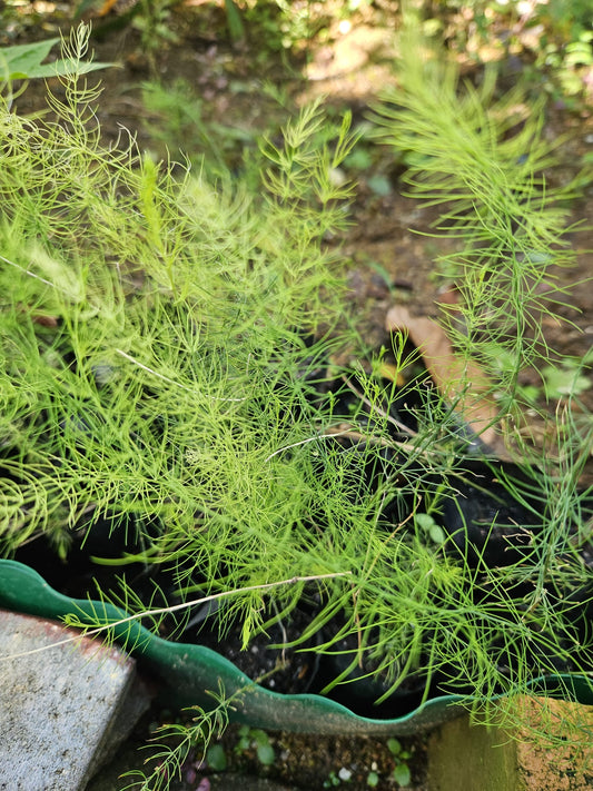 Asparagus Seedlings