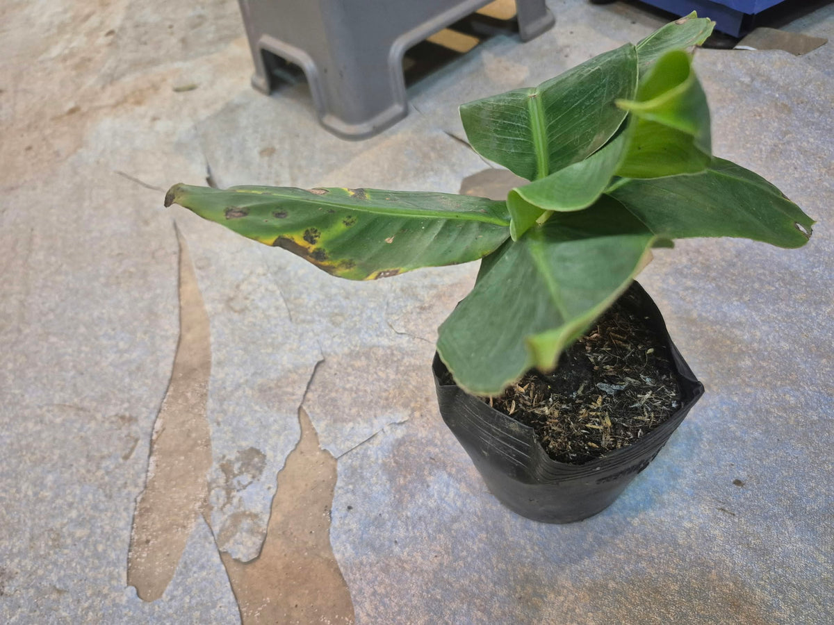 Banana tree