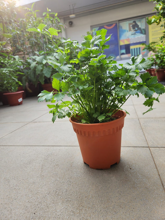Italian Parsley