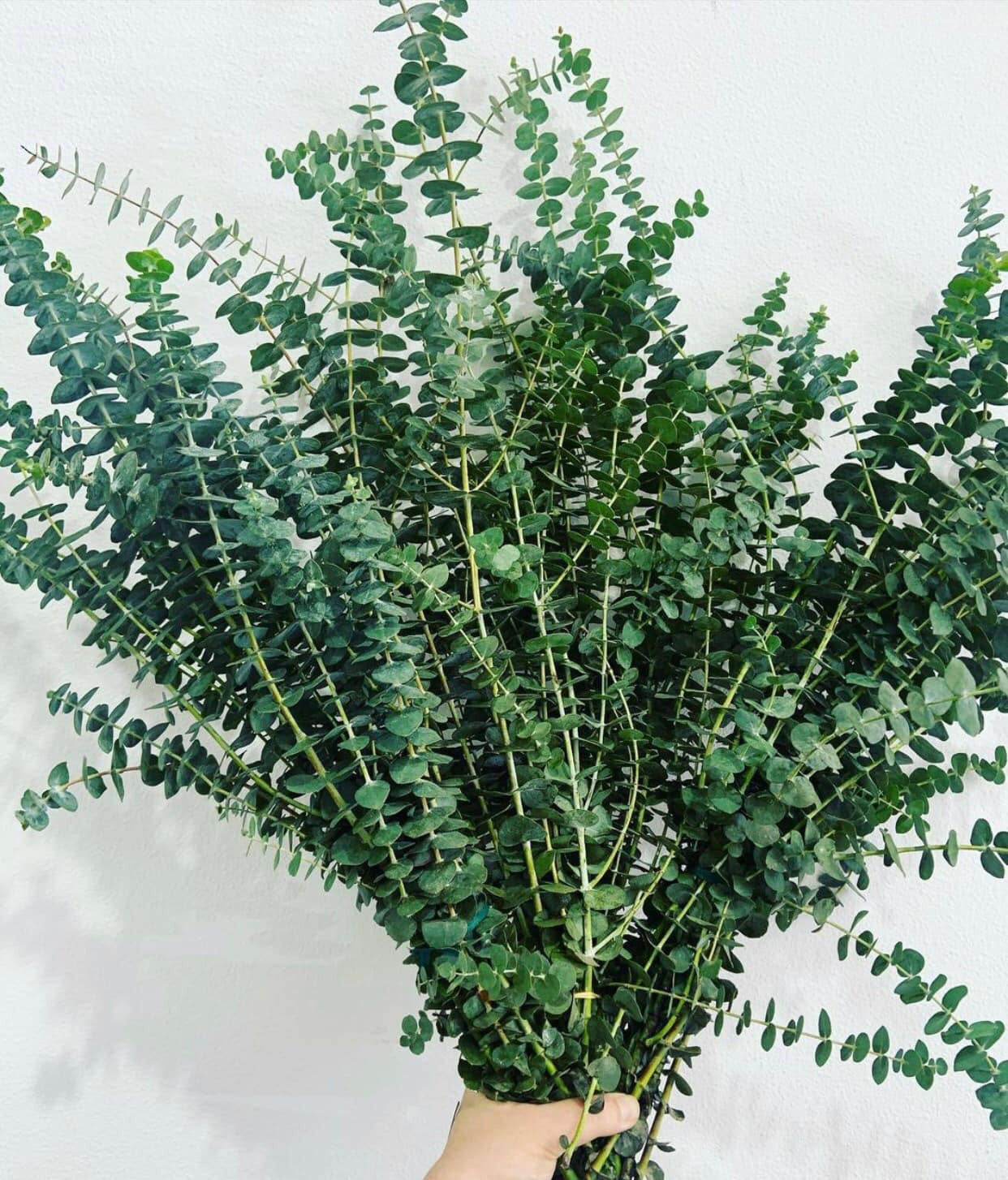 Baby Blue Eucalyptus Plant