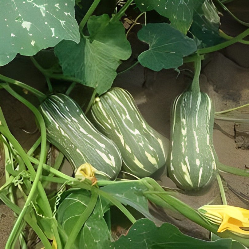 Exotic Seeds