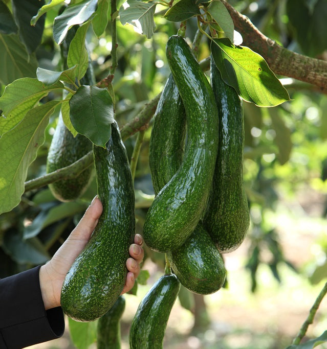 034 Vietnam Avocado Sapling