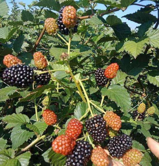 Blackberry Raspberry plants