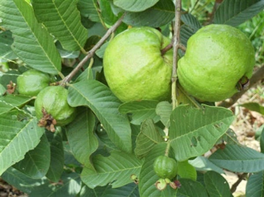 Ruby Pink Guava Less Seeds