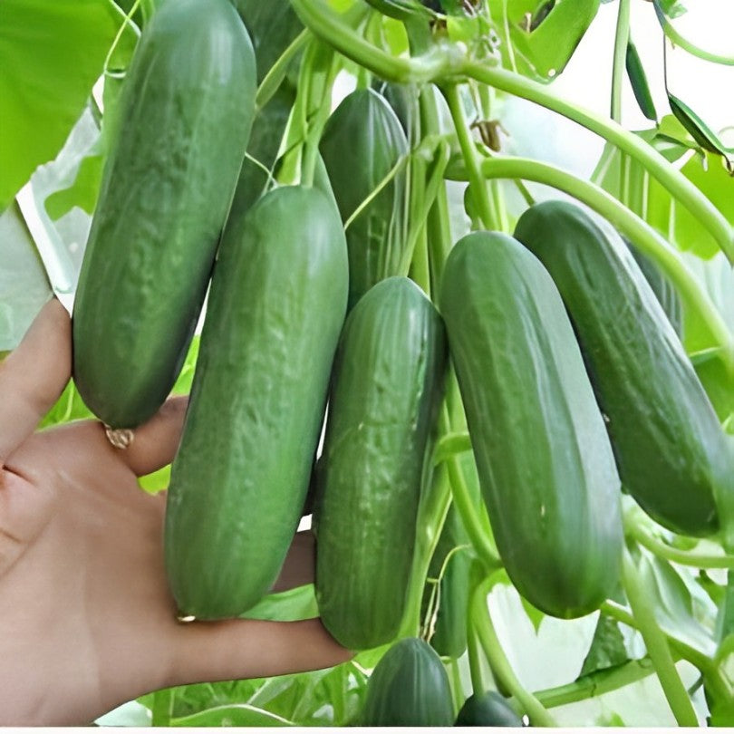 Exotic Seeds