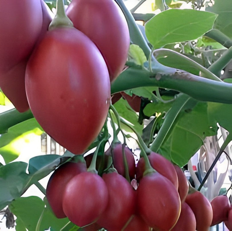Exotic Seeds