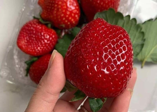 Heat Resistant Sweet Strawberries plant (Japanese, Korean variety)