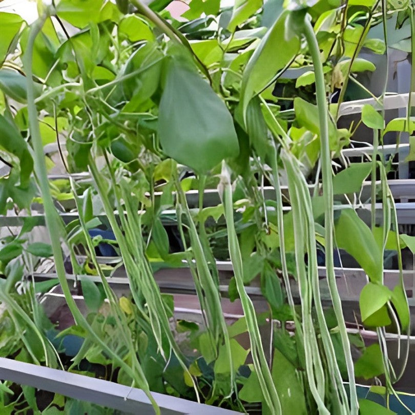 Exotic Seeds