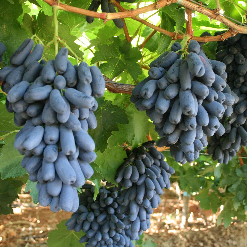 Elongated Seedless Grape Grafted Plant (Black Sapphire)