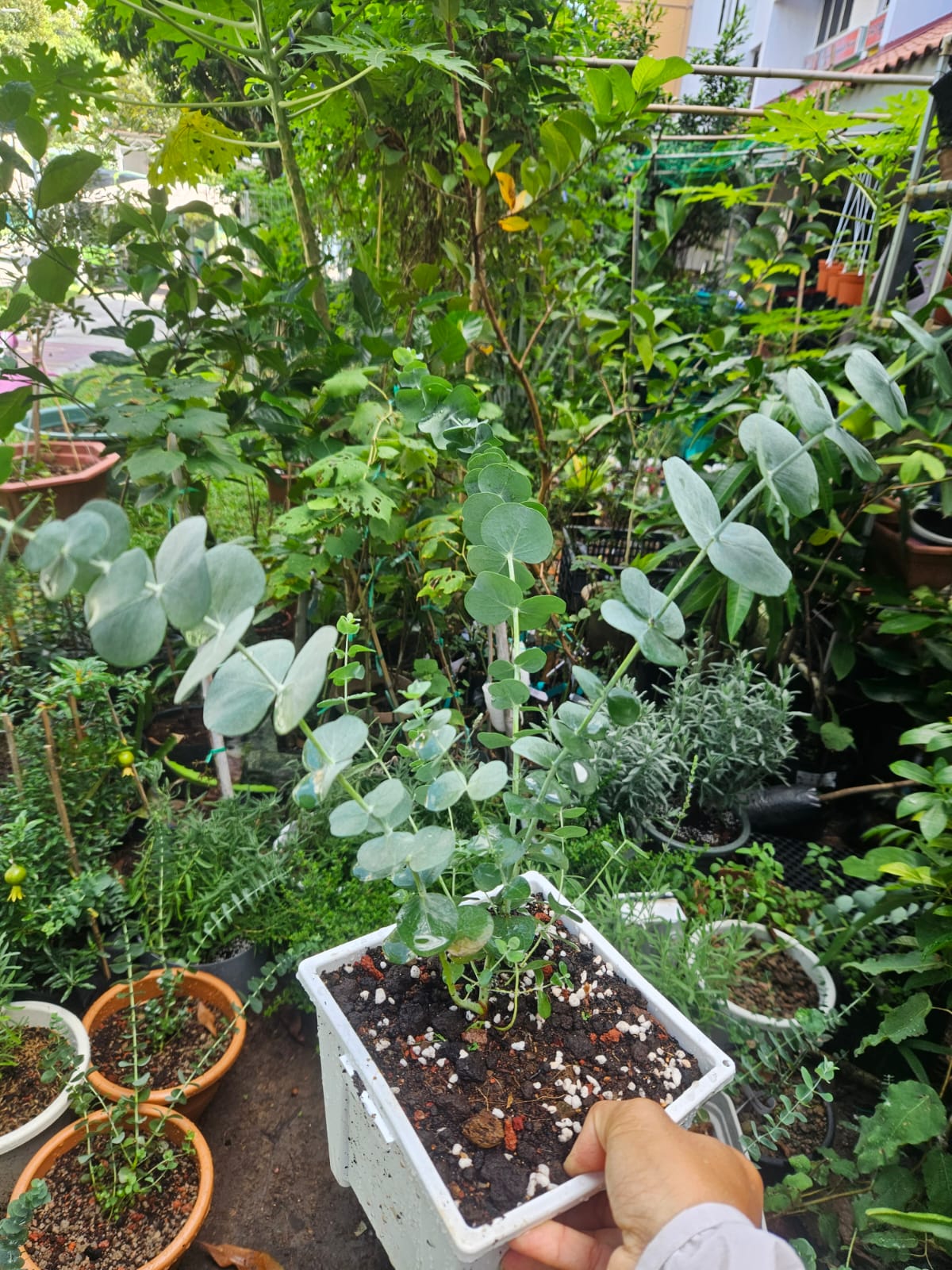 Baby Blue Eucalyptus Plant